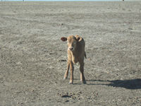 An inquisitive calf, Ranken Road